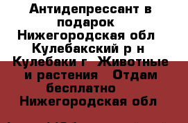 Антидепрессант в подарок - Нижегородская обл., Кулебакский р-н, Кулебаки г. Животные и растения » Отдам бесплатно   . Нижегородская обл.